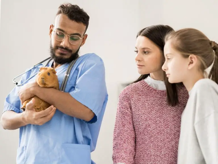 Do Guinea Pigs Carry Diseases: Diseases That They Can Spread to People and Some Common Cavy Health Problems