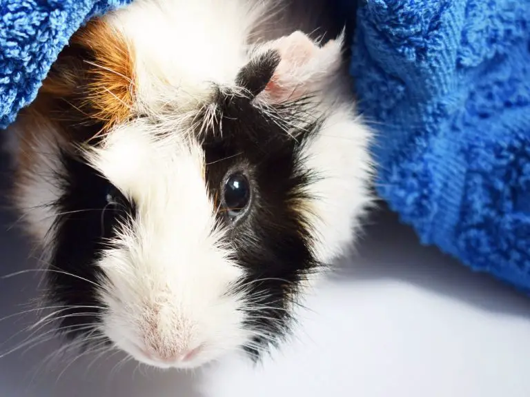 Do Guinea Pigs Need Baths: A Guide to Safely Bathing Your Pet Cavies
