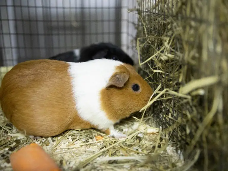 Can Guinea Pigs Die From Depression Causes and Dangers of This