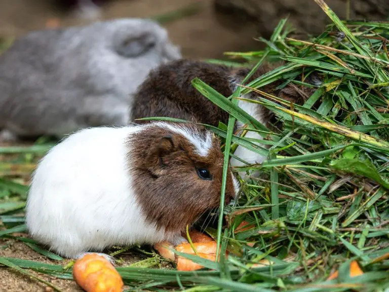 Can Guinea Pigs Have Spinach: A Guide to Giving Spinach to Your Guinea Pig