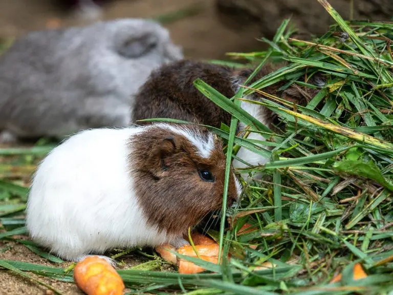 Can Guinea Pigs Have Spinach: A Guide to Giving Spinach to Your Guinea Pig