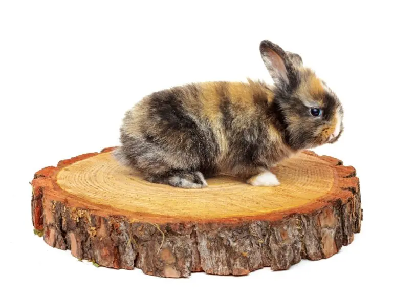 Can Rabbits Use Cedar Bedding: 10 Toxic Wood Types for Rabbits That You Should Avoid