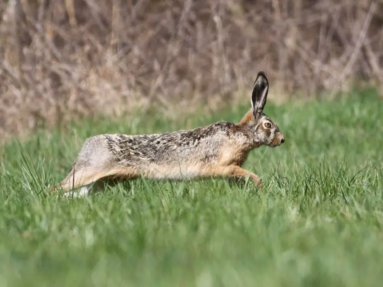 Can Rabbits Jump High: The Jumping Ability of Bunnies