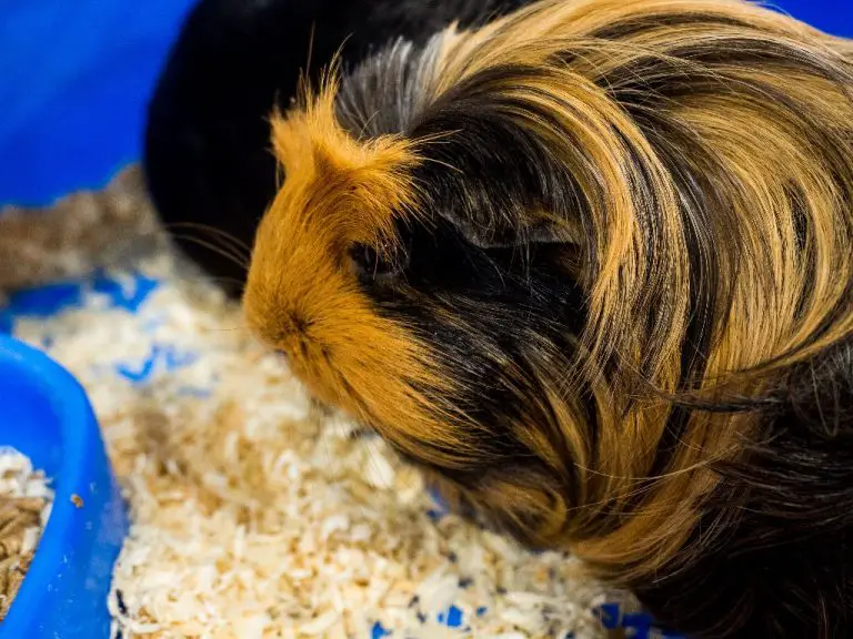 Can Guinea Pigs Eat Oats: Oats to Add and Avoid to Your Guinea Pig’s Diet