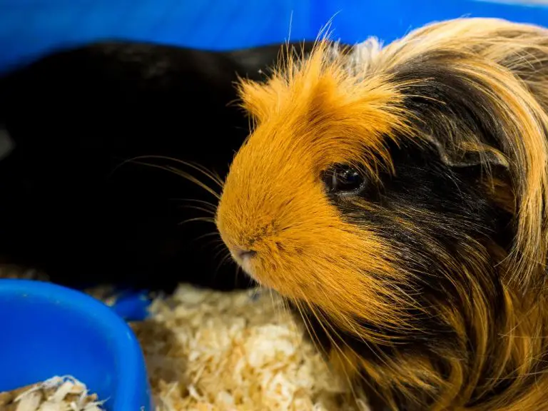 Do Guinea Pigs Purr: The Meaning of Your Pet’s Sounds