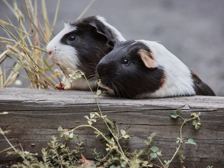 How Long Do Guinea Pigs Usually Live: Factors Affecting Guinea Pig Lifespan and Ways to Take Care of Old Cavies