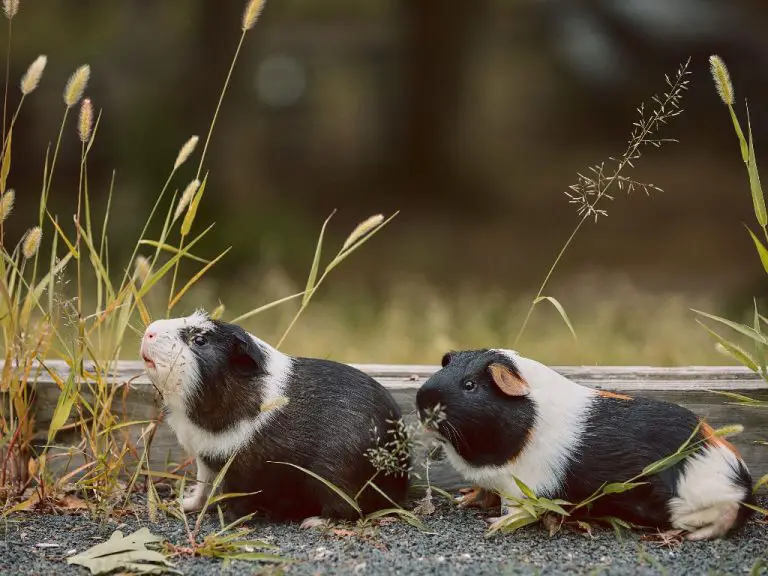 Can Guinea Pigs Be Gay: Understanding Homosexuality in Cavies