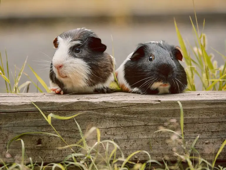 Can Guinea Pigs Use Pine Bedding: Pros and Cons of Kiln Pine Bedding