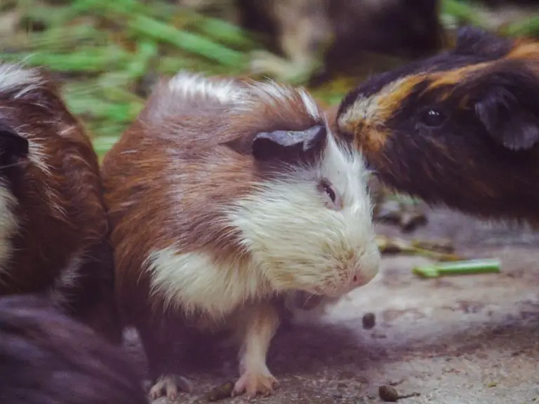 Can Guinea Pigs Get Fleas: Keeping Your Cavies Flea-Free