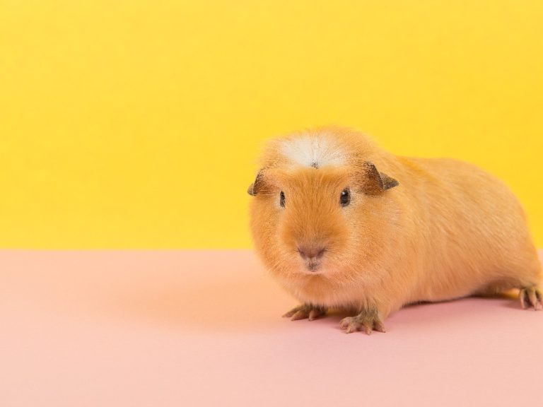 Why Do Guinea Pigs Run in Circles Reason Why Guinea Pigs Run in Circles