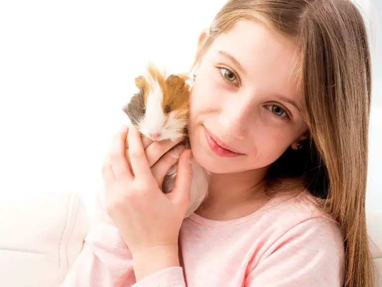 Do Guinea Pigs Need a Friend: Understanding Your Cavy’s Social Needs