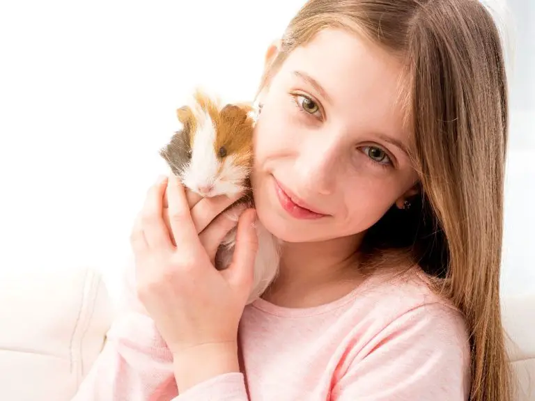 Are Guinea Pigs Friendly: Getting to Know Your Furry Pet