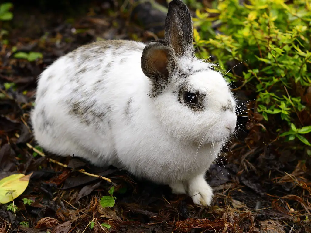 Types of Rabbits: Most Popular Pet Rabbit Breeds - DiscoveryNatures