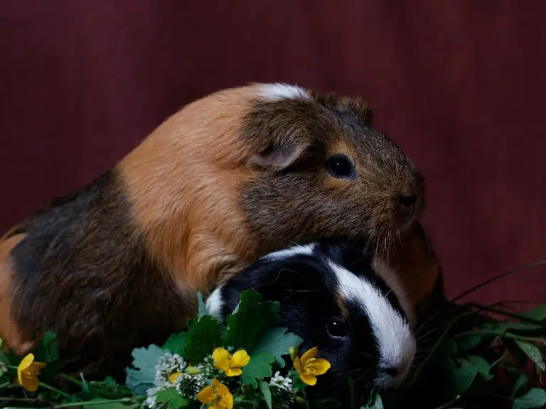 Why Do Guinea Pigs Yawn: Understanding the Yawning Behavior of Pet Cavies