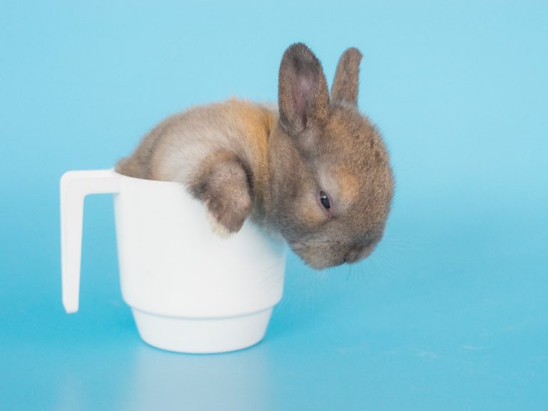How Rabbit Sleep: Your Rabbits’ Sleeping Habits