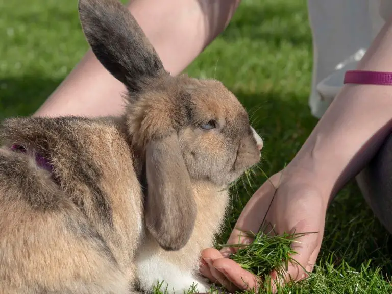 How to Pick Up a Rabbit That Runs Away Tips to Pick Up Your Rabbit