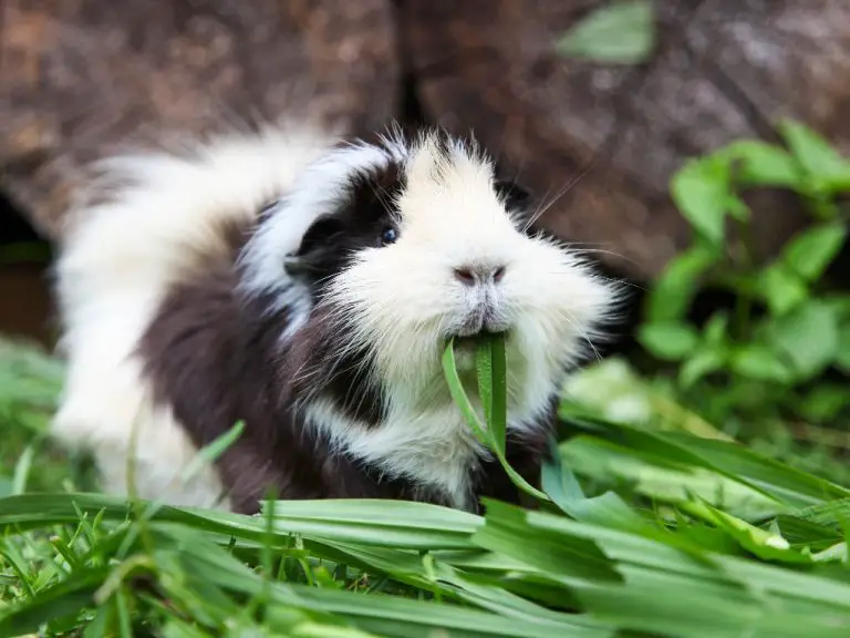 Can Guinea Pigs Have Cheese: The Dangers of Dairy Products for Pet Cavies