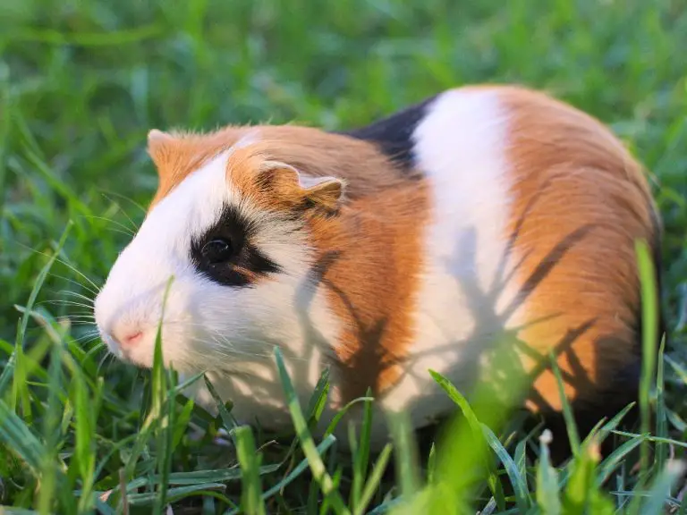 What Do Guinea Pigs Eat in the Wild: Wild Guinea Pig Diet
