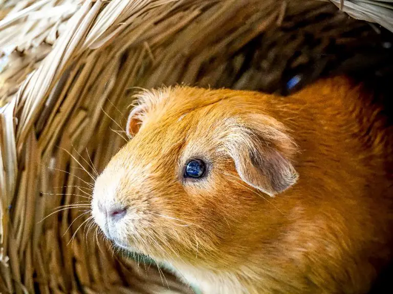 How Do Guinea Pigs Get Mites Symptoms, Prevention, and Treatment of