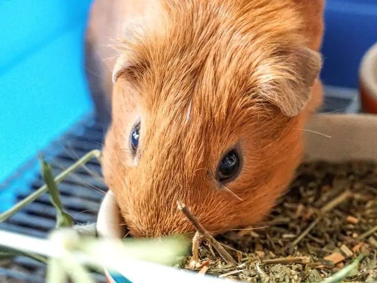 How Do Guinea Pigs Get Ringworm: Keeping Your Pet Cavy Safe From This Infection