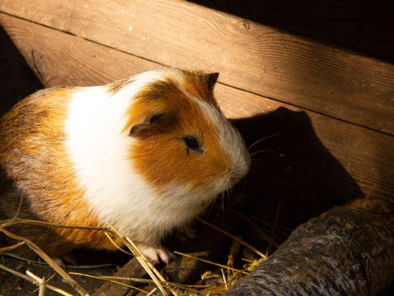Why Do Guinea Pigs Run in Circles: Reason Why Guinea Pigs Run in Circles