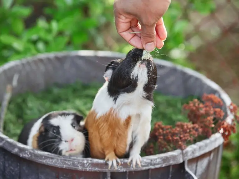 Can Guinea Pigs Have Watermelon: Watermelon and Your Guinea Pig’s Diet