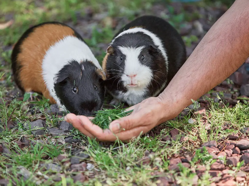 Best of When do guinea pigs mature guinea mature do When pigs