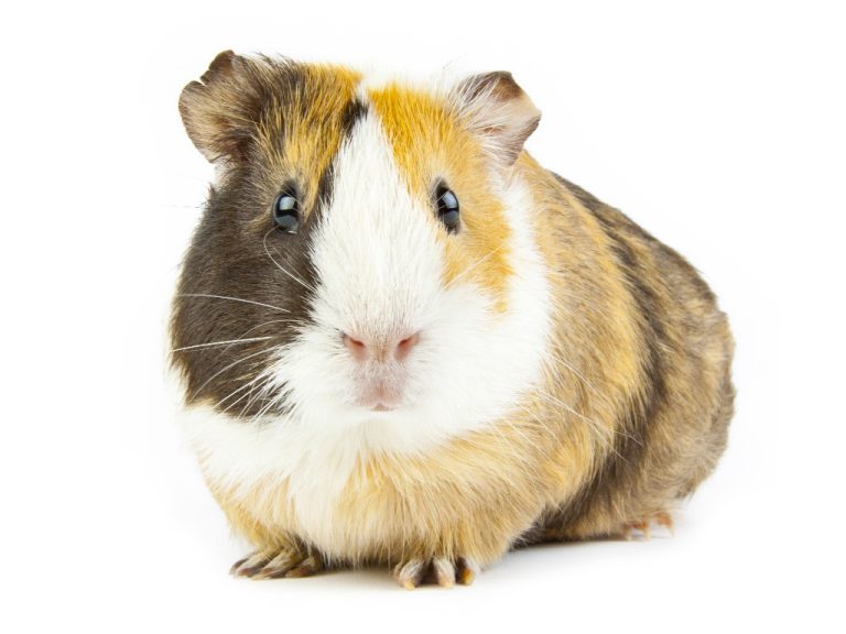Where Guinea Pigs Are From: Everything You Need to Know About Guinea Pigs