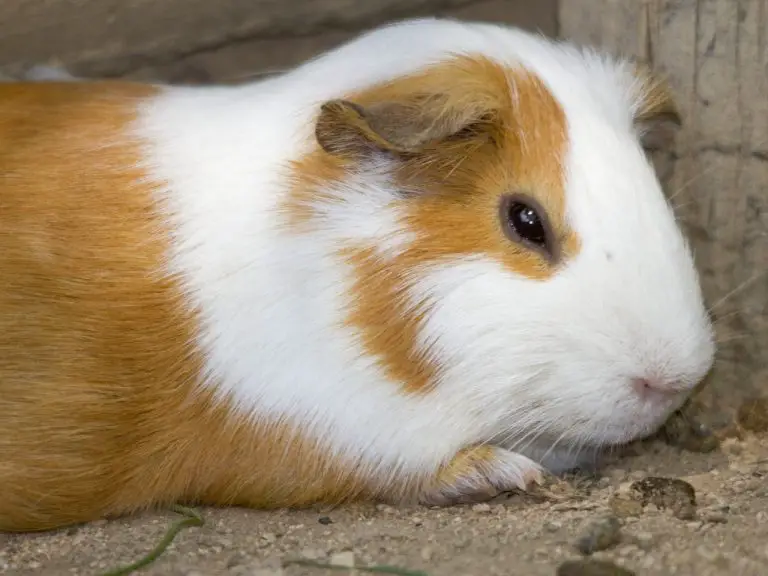 How Do Guinea Pigs Get Mites: Symptoms, Prevention, and Treatment of Mites in Pet Cavies