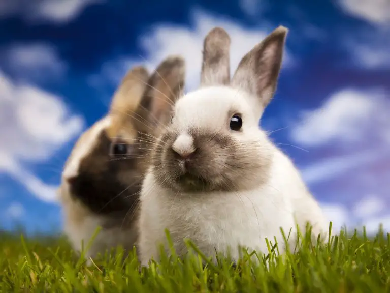 How to Make Your Rabbit Happy: Tips to Keep Your Rabbits Entertained