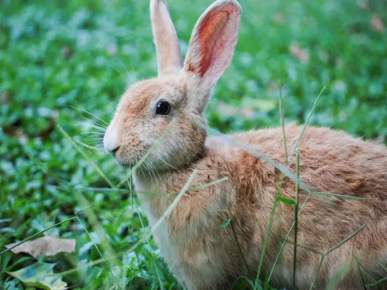 Can Rabbits Overheat: Signs of Rabbits Overheating and How to Deal With It