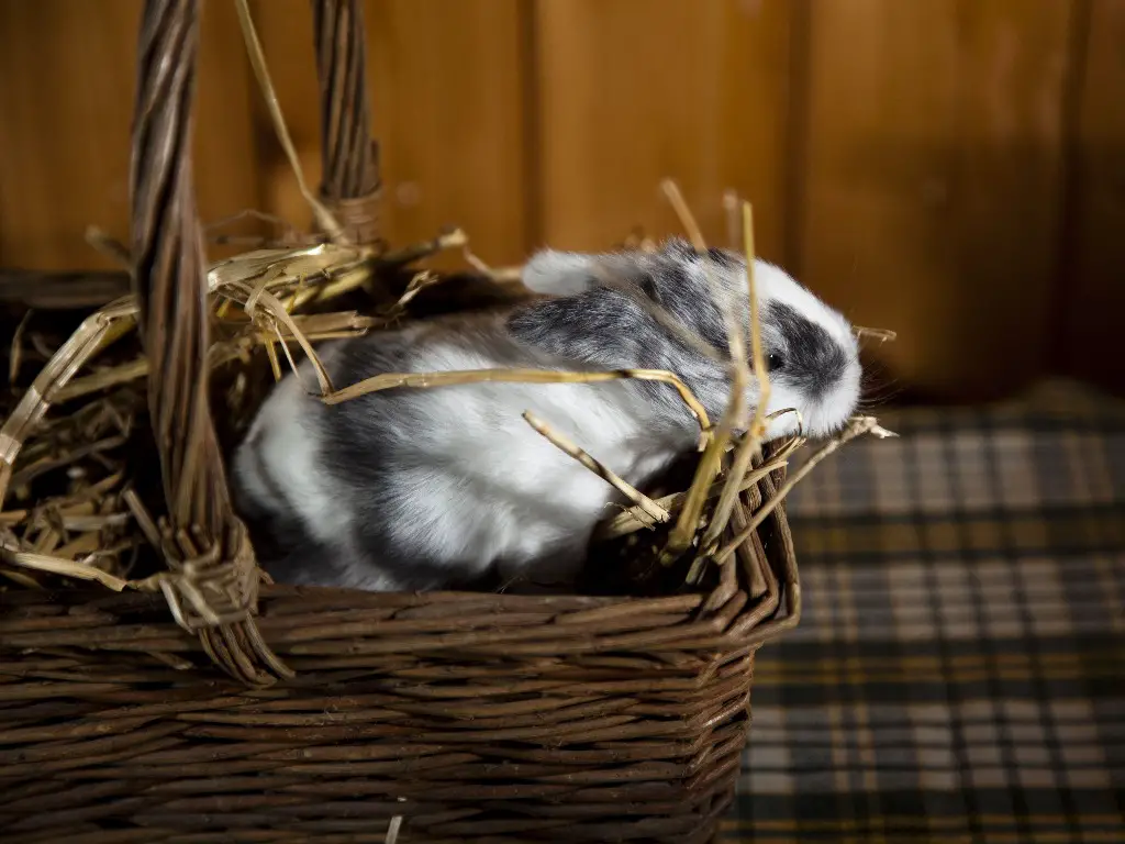 Can Rabbits Use Cedar Bedding: 10 Toxic Wood Types for Rabbits That You