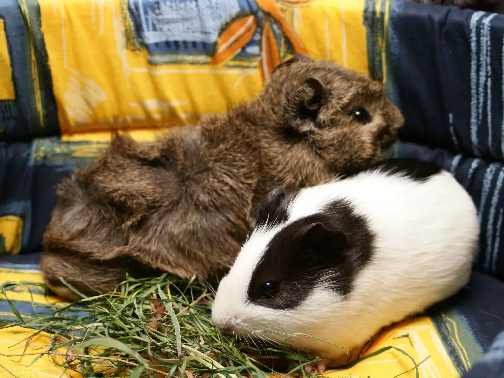 Do Guinea Pigs Die Easily: Common Causes of Cavy Death and What You Can