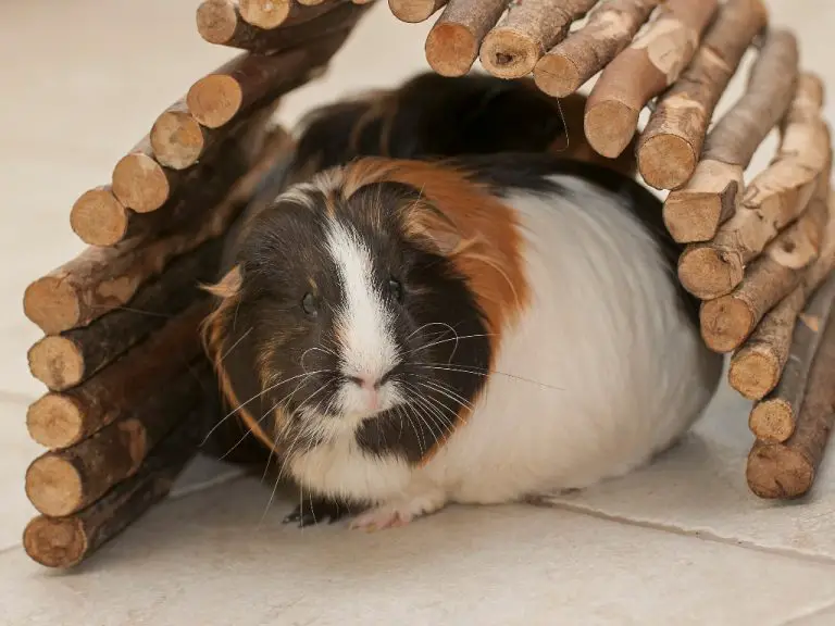Why Do Guinea Pigs Jump and Twitch Causes and Symptoms of Twitching in