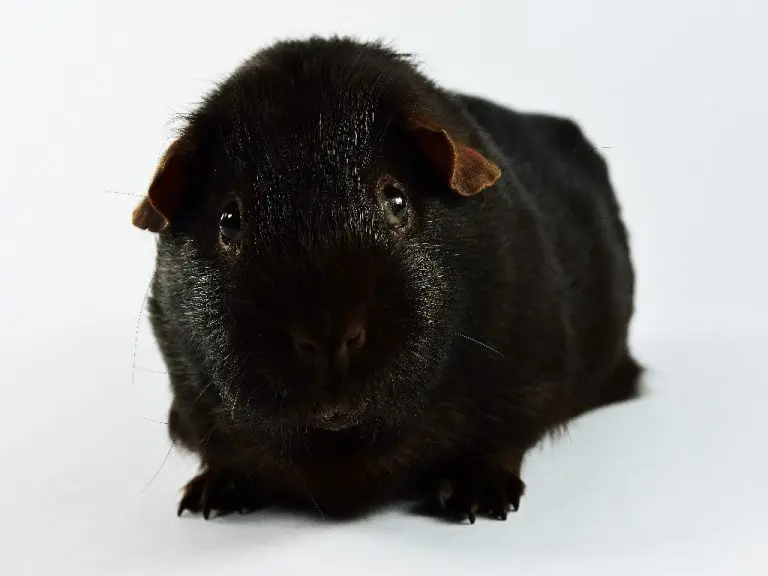 Can Guinea Pigs Die From Depression: Causes and Dangers of This Condition in Pet Cavies
