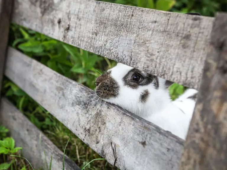 Can Rabbits Jump Over Fences Fences and Rabbit's Jumping Ability