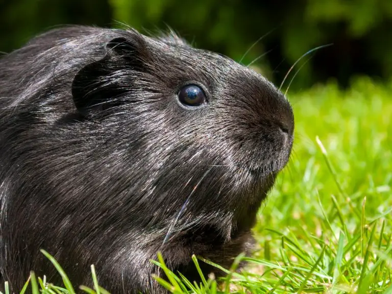 Do Guinea Pigs Need Sunlight: A Guide to Giving Your Pet Cavy Enough Sun Exposure