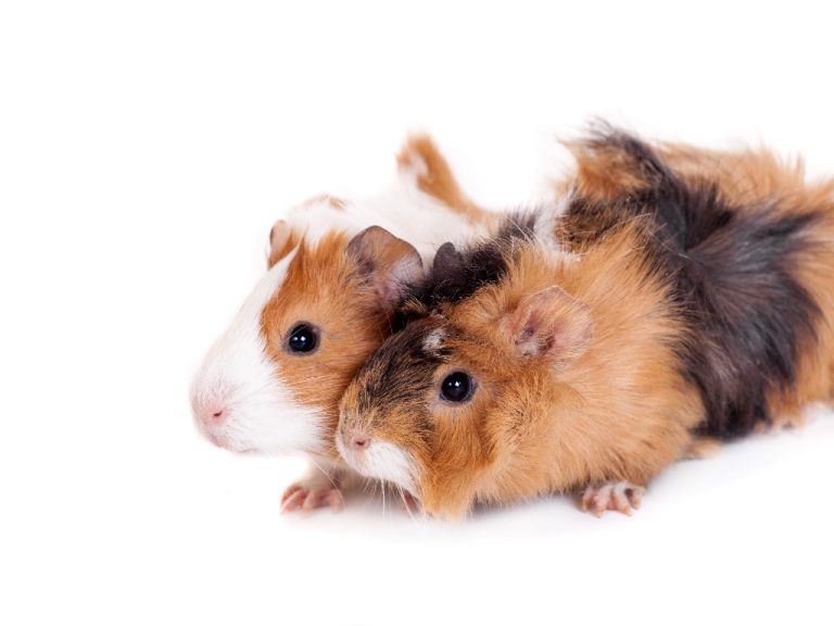 Can Guinea Pigs and Rats Live Together: Why Guinea Pigs Attract Rats and How to Keep Your Cavy Safe From Them