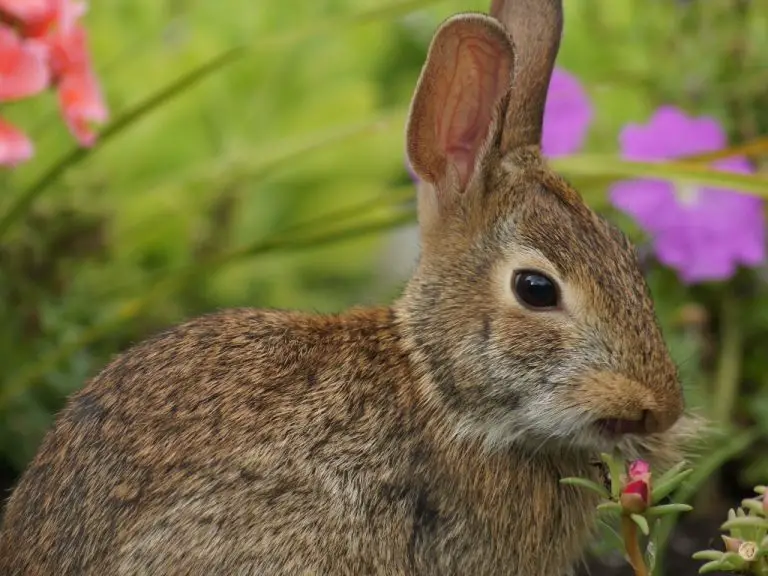 Can Rabbits Eat Zinnias: Understanding the Food Preference of Rabbits
