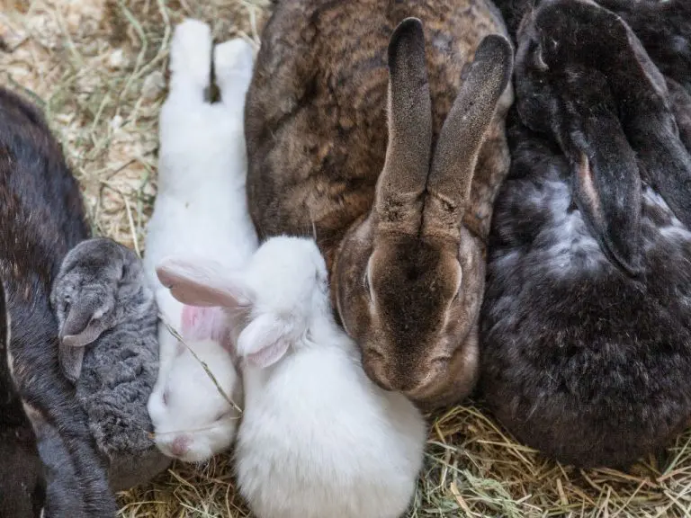 Types of Rabbits: Most Popular Pet Rabbit Breeds