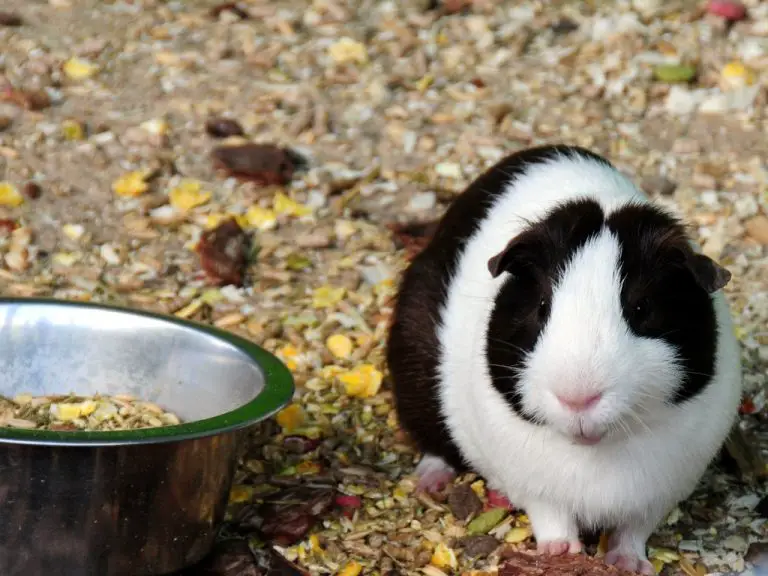 Can Guinea Pigs Overeat: Effects and Prevention of Overfeeding