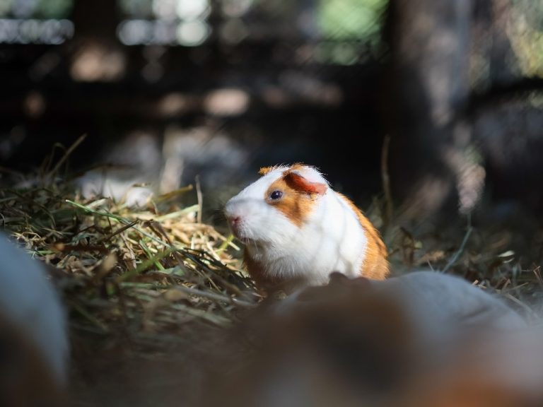 Why Do Guinea Pigs Fight: Reasons and Ways to Stop a Guinea Pig Fight