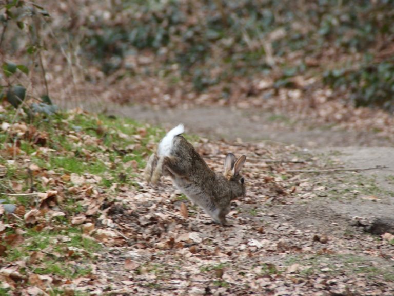 How to Pick Up a Rabbit That Runs Away: Tips to Pick Up Your Rabbit ...