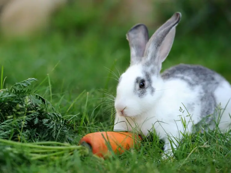 Can Rabbits Eat Papaya: A Guide to Safely Feeding Papaya to Your Pet Bunny