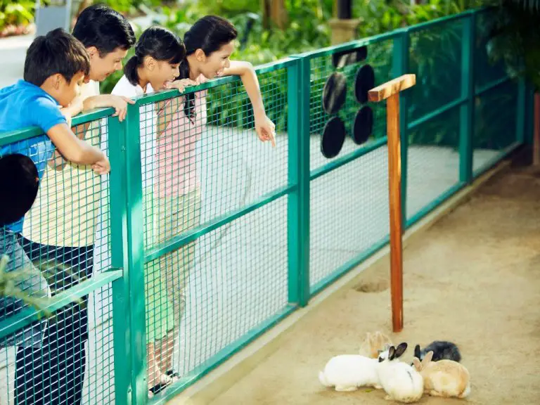 Can Rabbits Jump Over Fences Fences and Rabbit's Jumping Ability