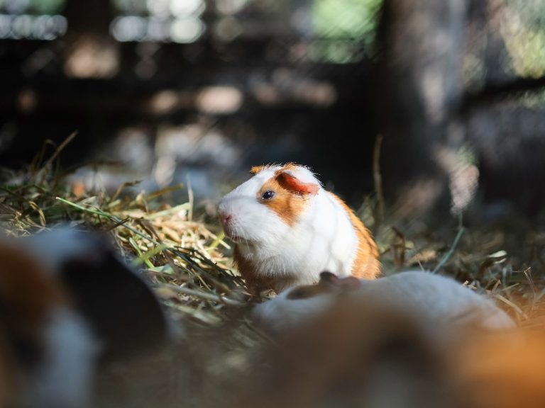 Do Guinea Pigs Purr The Meaning of Your Pet's Sounds