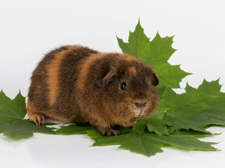 What to Feed Guinea Pigs When Out of Food: 9 Replacement Food for Pet Cavies