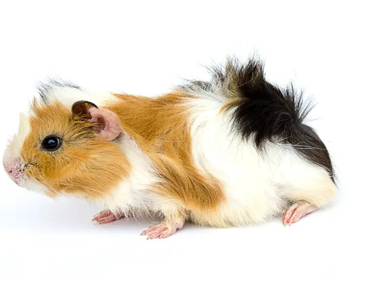 Can Guinea Pigs Get Hiccups: Understanding Cavy Hiccup Dangers and What You Can Do for Your Pet