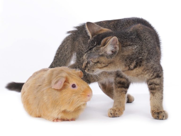 Do Guinea Pigs and Cats Get Along: Safely Introducing Cats and Cavies to Each Other