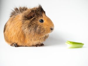 Can Guinea Pigs Have Celery: Pros and Cons of Adding Celery to Your